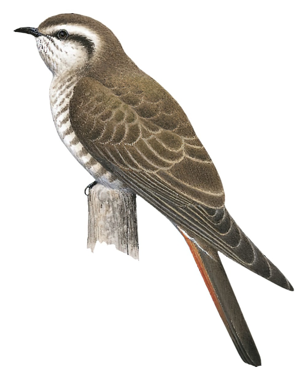 Horsfield\'s Bronze-Cuckoo / Chrysococcyx basalis