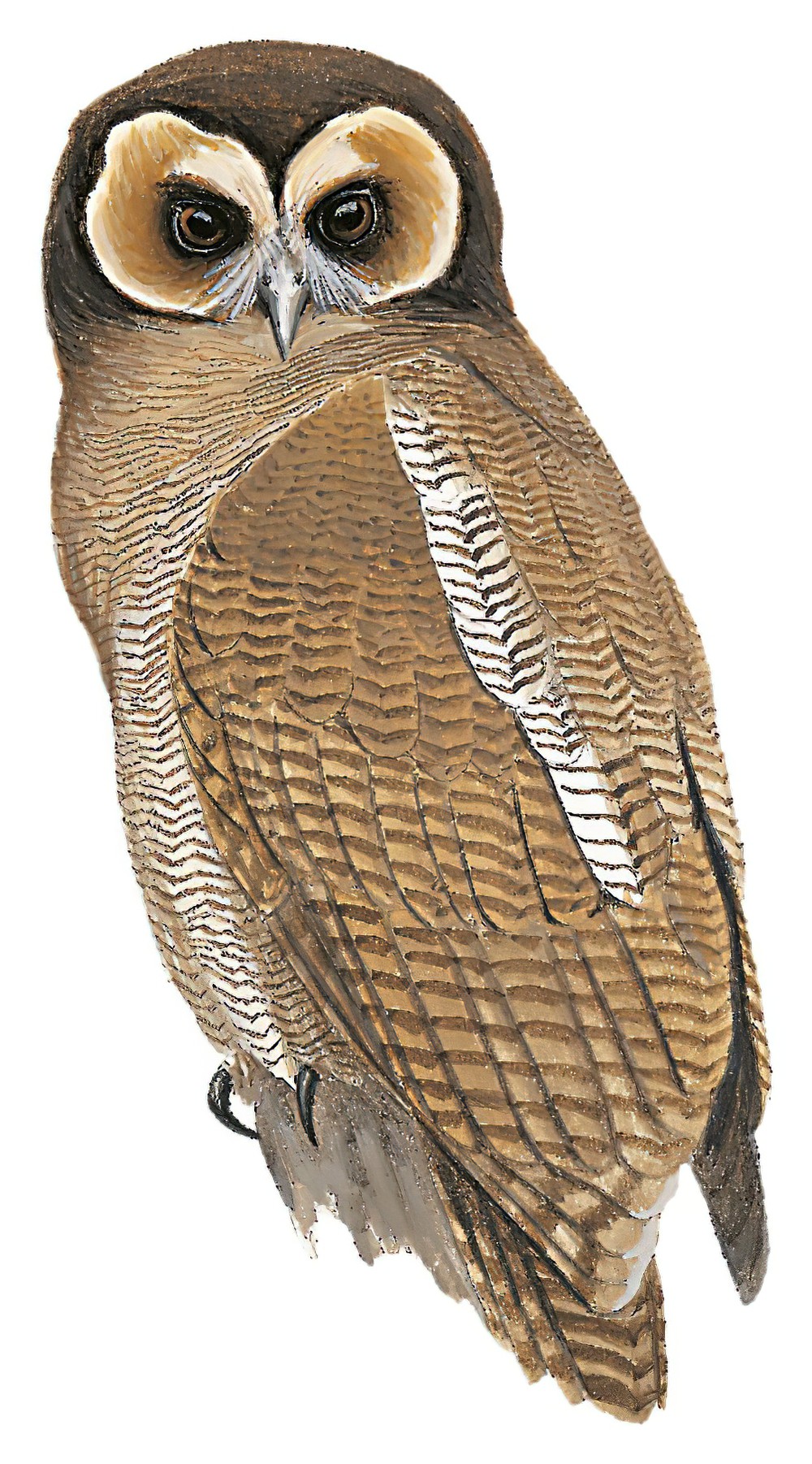 Brown Wood-Owl / Strix leptogrammica