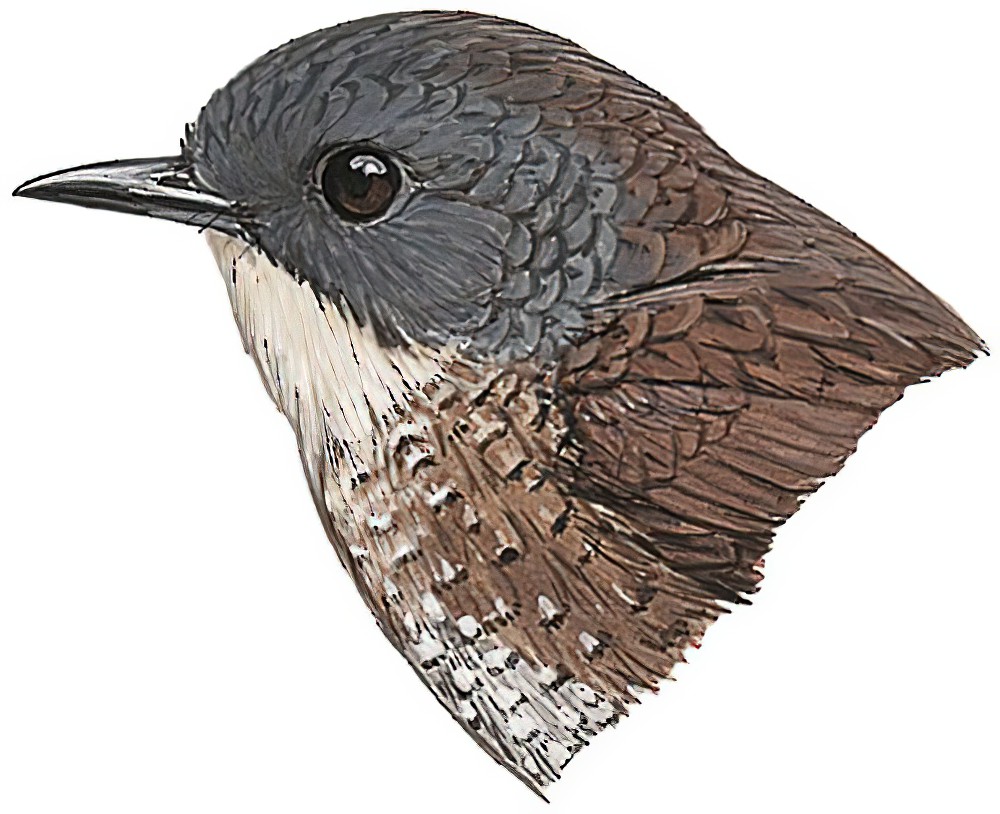 Pale-throated Wren-Babbler / Spelaeornis kinneari