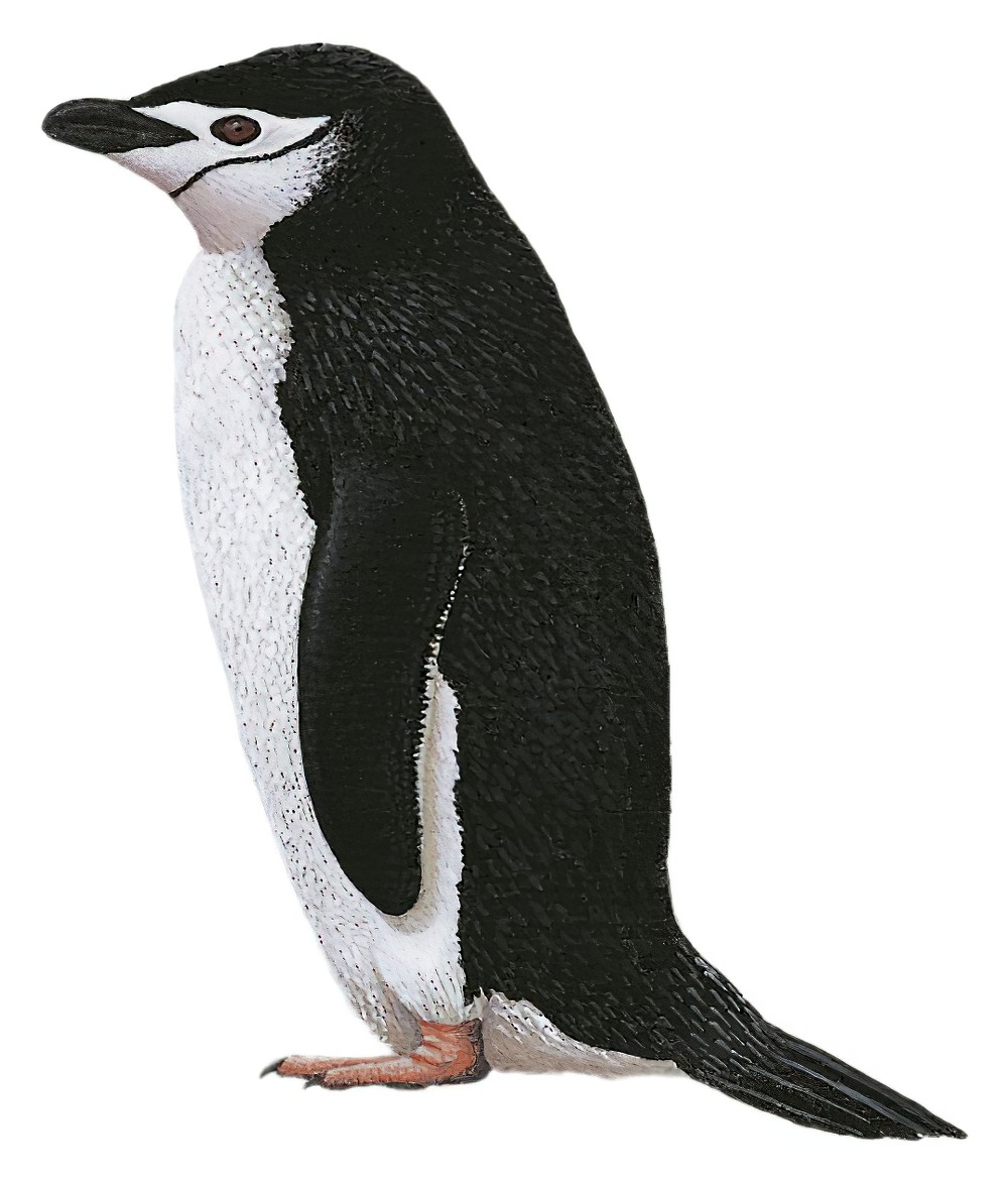 Chinstrap Penguin / Pygoscelis antarcticus