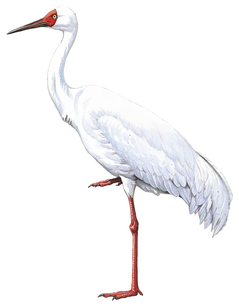 Siberian Crane / Leucogeranus leucogeranus