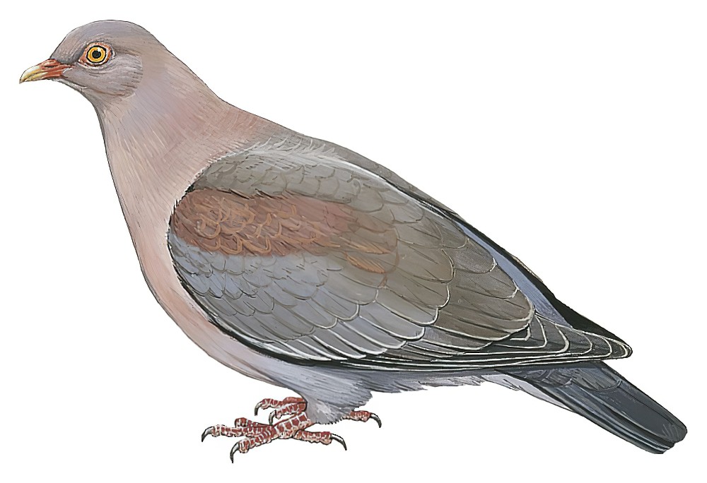 Red-billed Pigeon / Patagioenas flavirostris