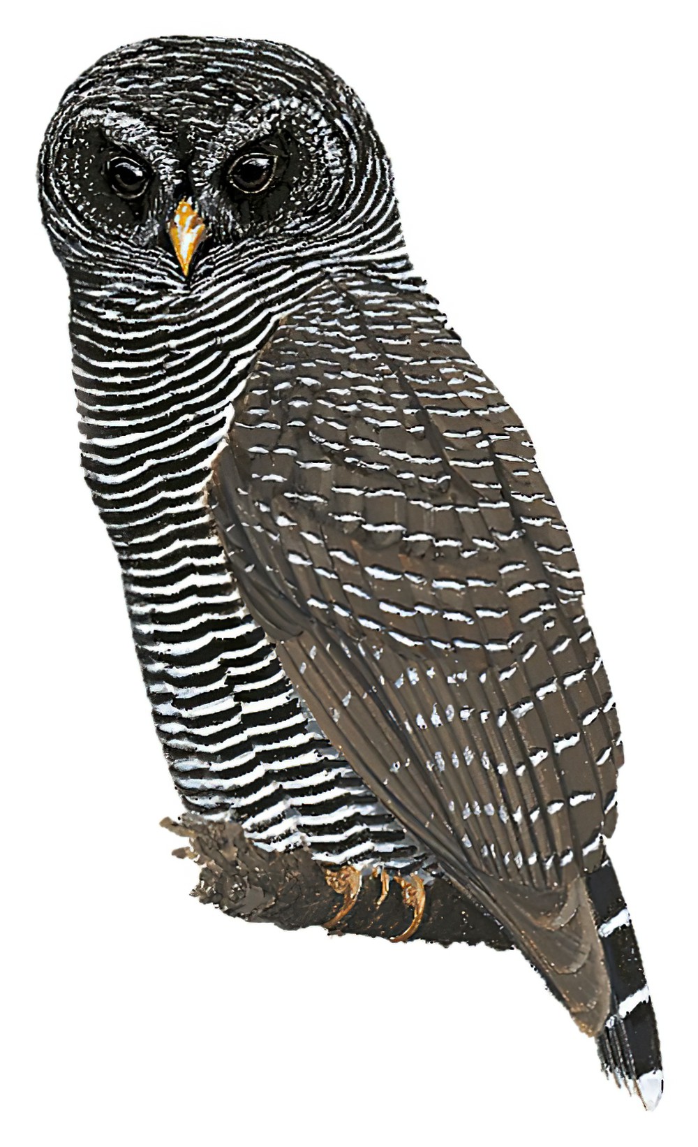 Black-banded Owl / Ciccaba huhula