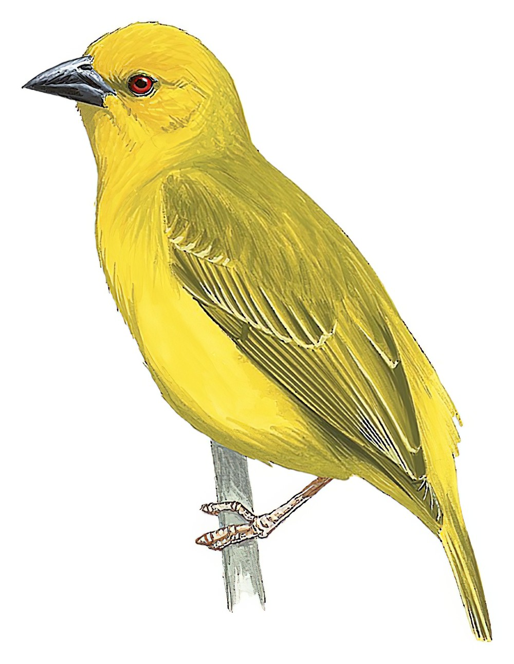 African Golden-Weaver / Ploceus subaureus