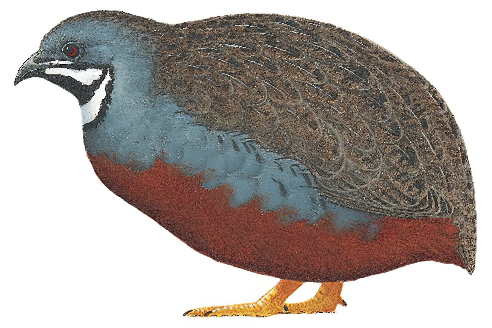 Blue-breasted Quail / Synoicus chinensis