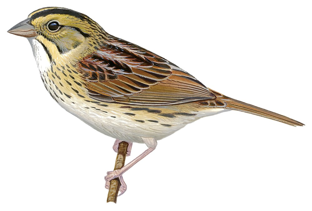 Henslow\'s Sparrow / Centronyx henslowii