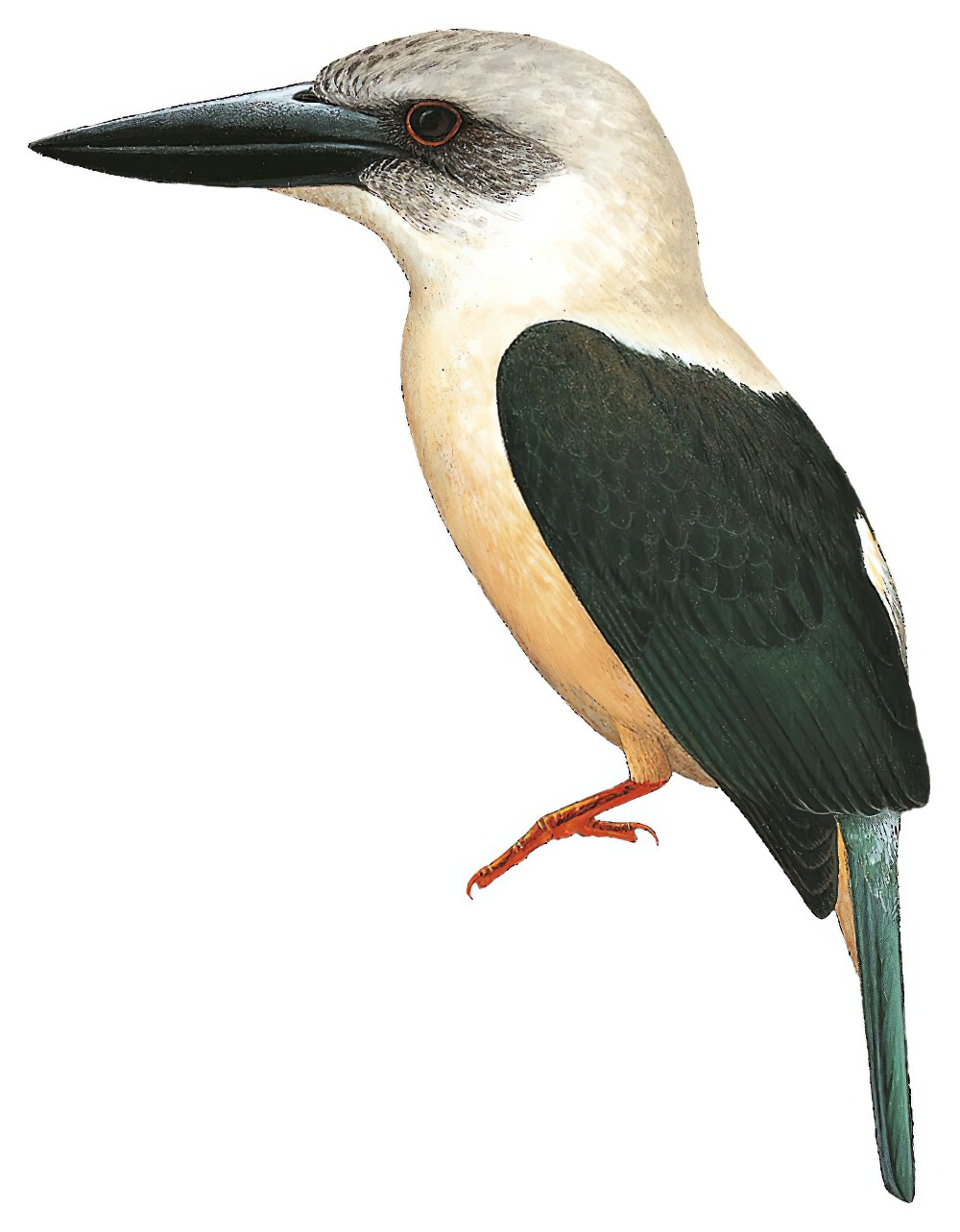 Great-billed Kingfisher / Pelargopsis melanorhyncha