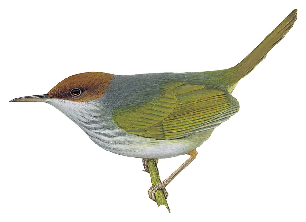 Visayan Tailorbird / Orthotomus castaneiceps