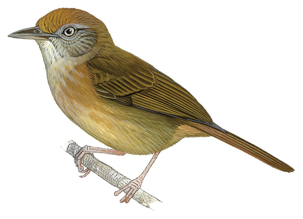 Tawny-crowned Greenlet / Tunchiornis ochraceiceps