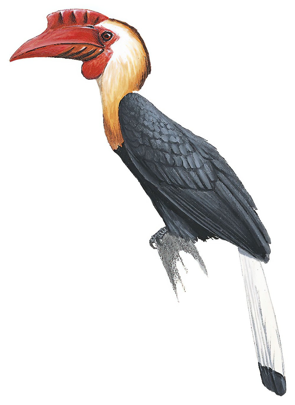 Writhed Hornbill / Rhabdotorrhinus leucocephalus
