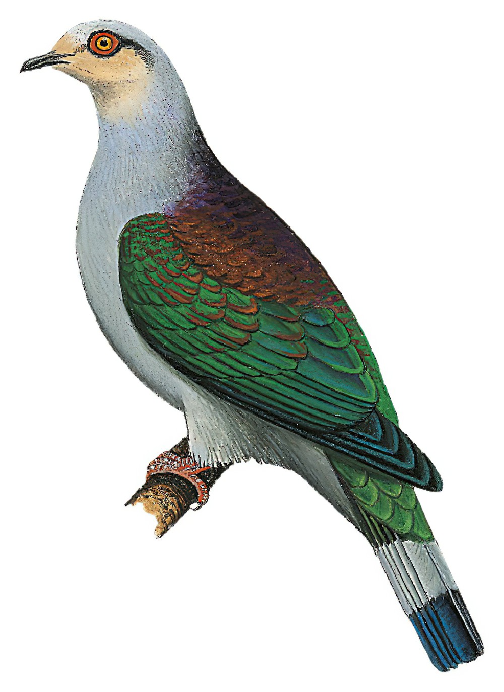 Mindoro Imperial-Pigeon / Ducula mindorensis
