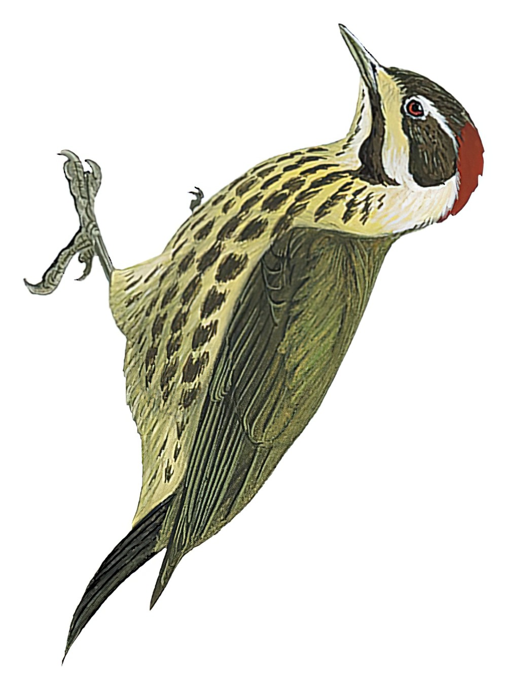 Melancholy Woodpecker / Chloropicus lugubris