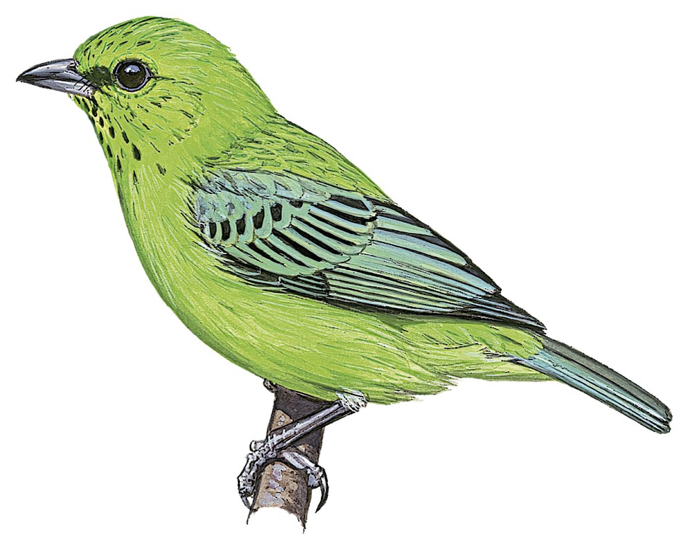 Dotted Tanager / Ixothraupis varia