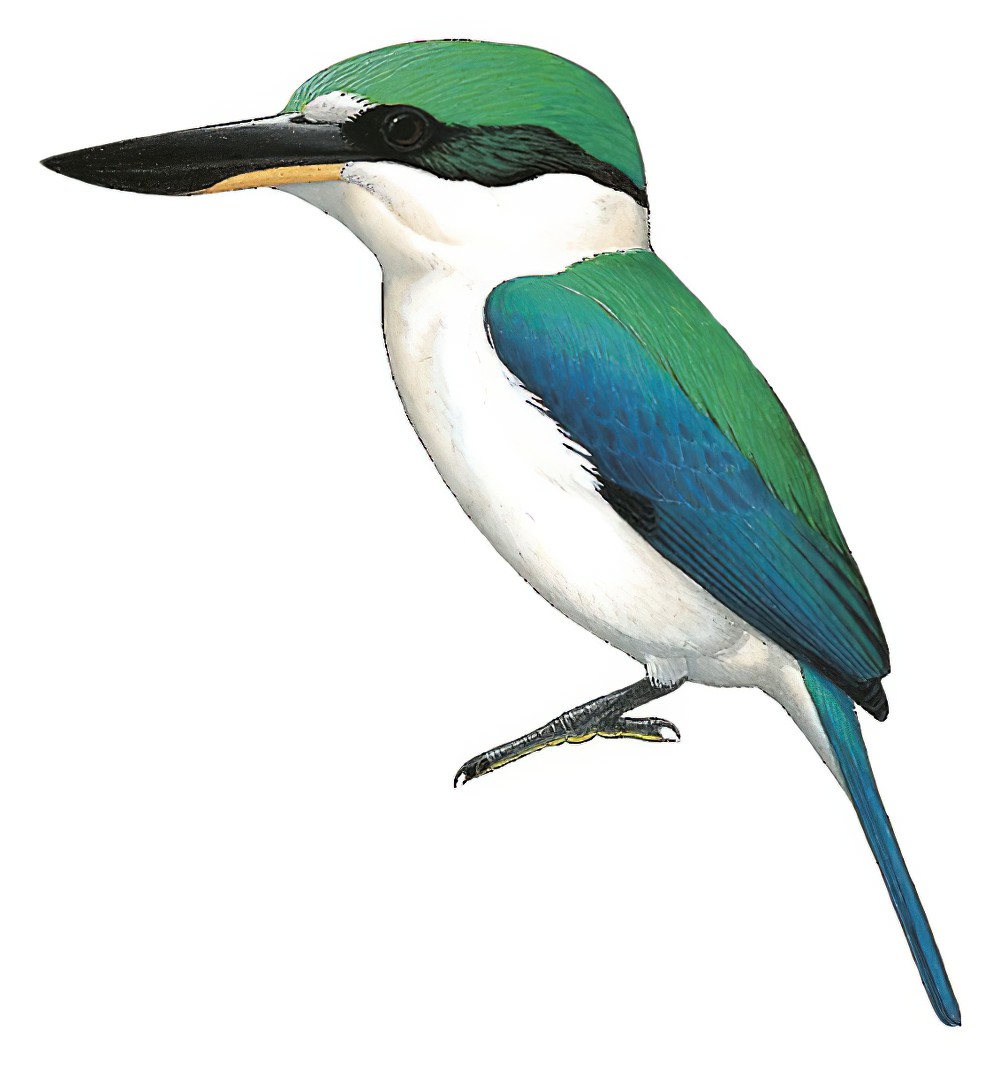 Talaud Kingfisher / Todiramphus enigma
