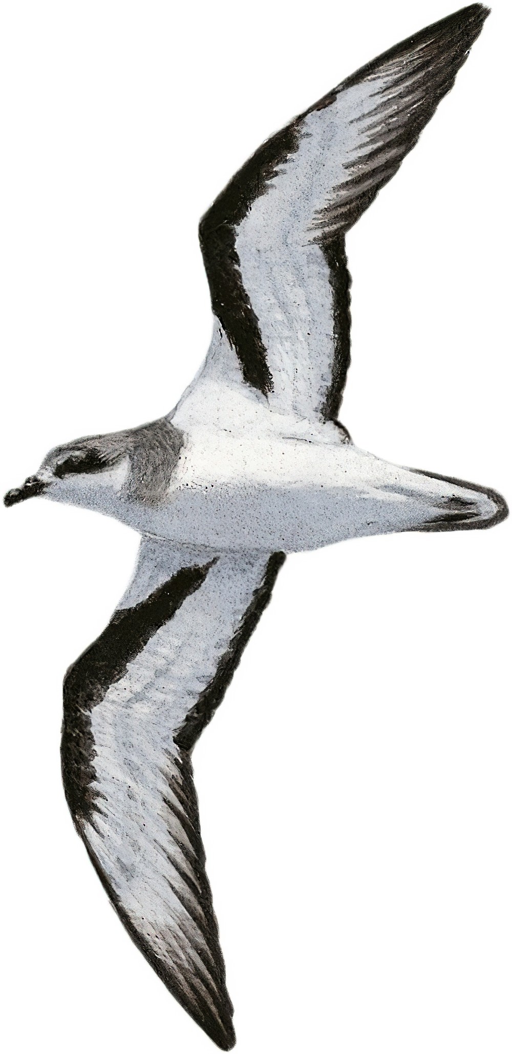Black-winged Petrel / Pterodroma nigripennis