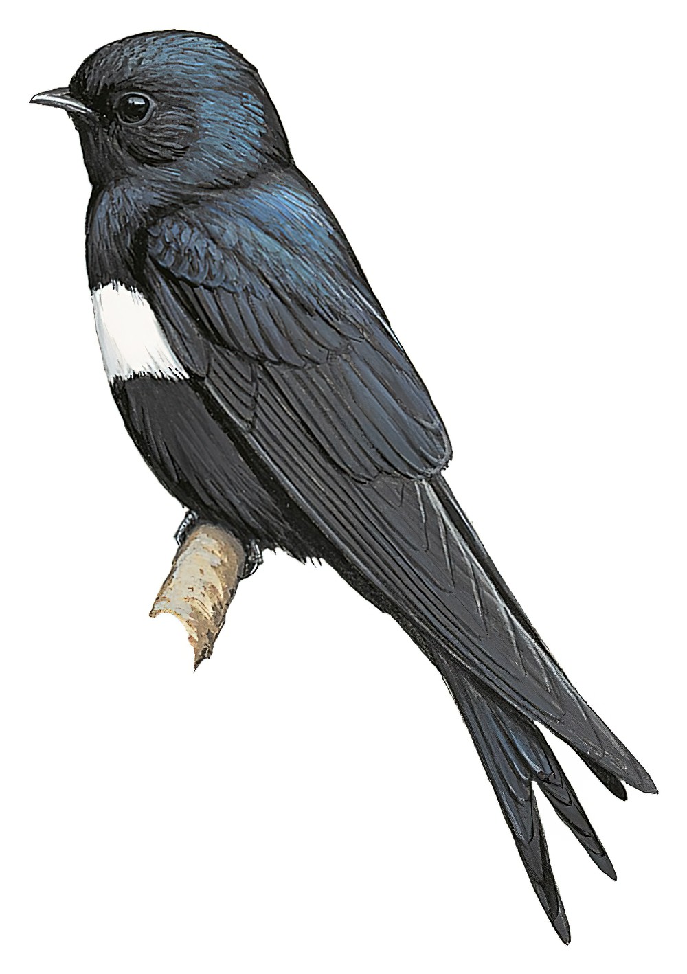 White-banded Swallow / Atticora fasciata
