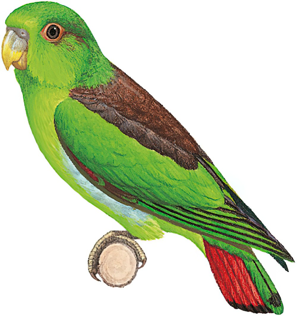 Brown-backed Parrotlet / Touit melanonotus