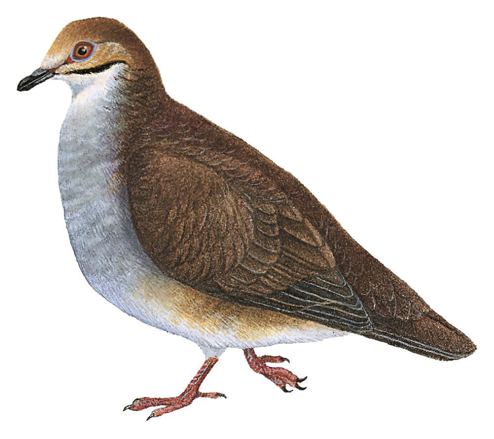 Russet-crowned Quail-Dove / Zentrygon goldmani