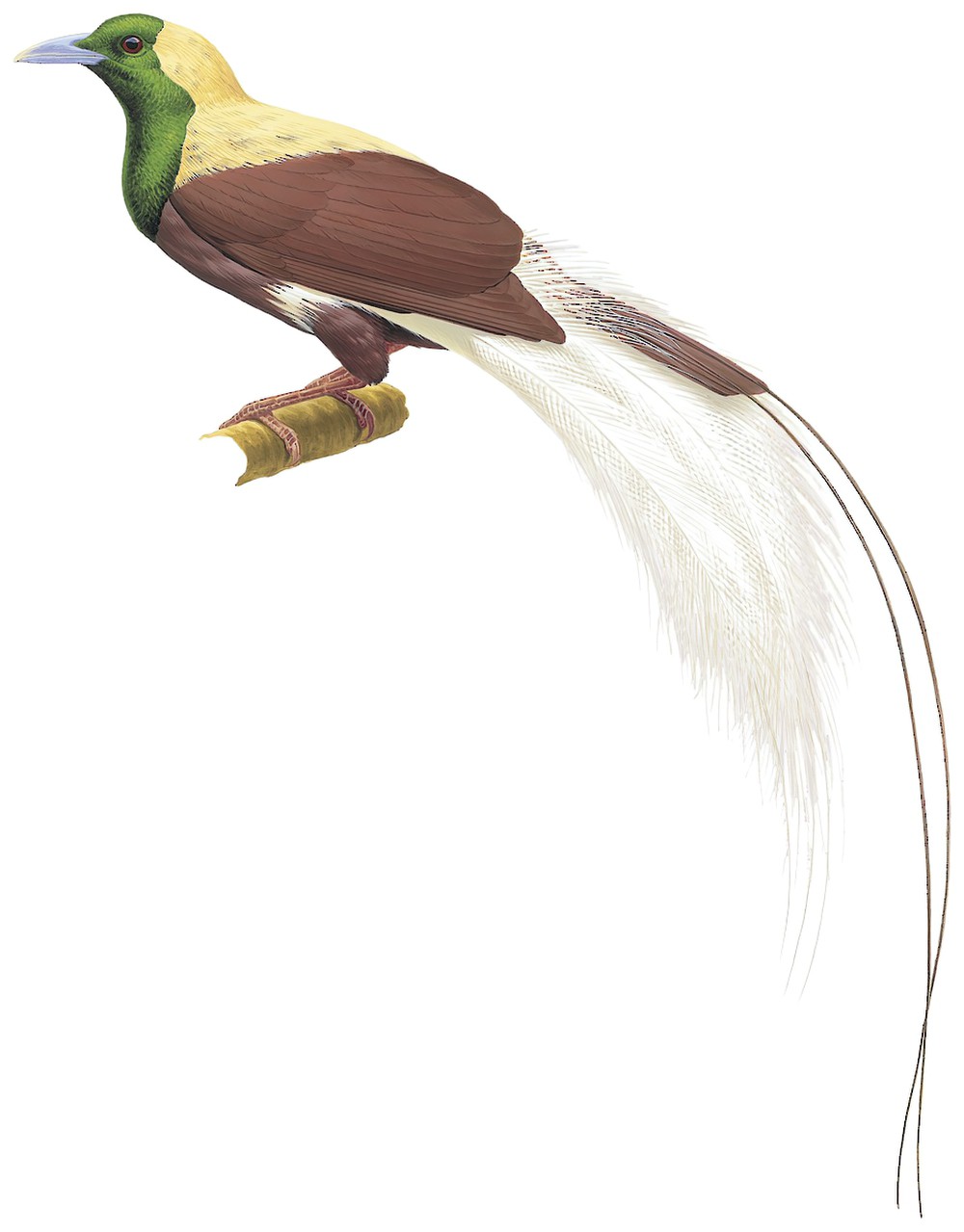 Emperor Bird-of-Paradise / Paradisaea guilielmi
