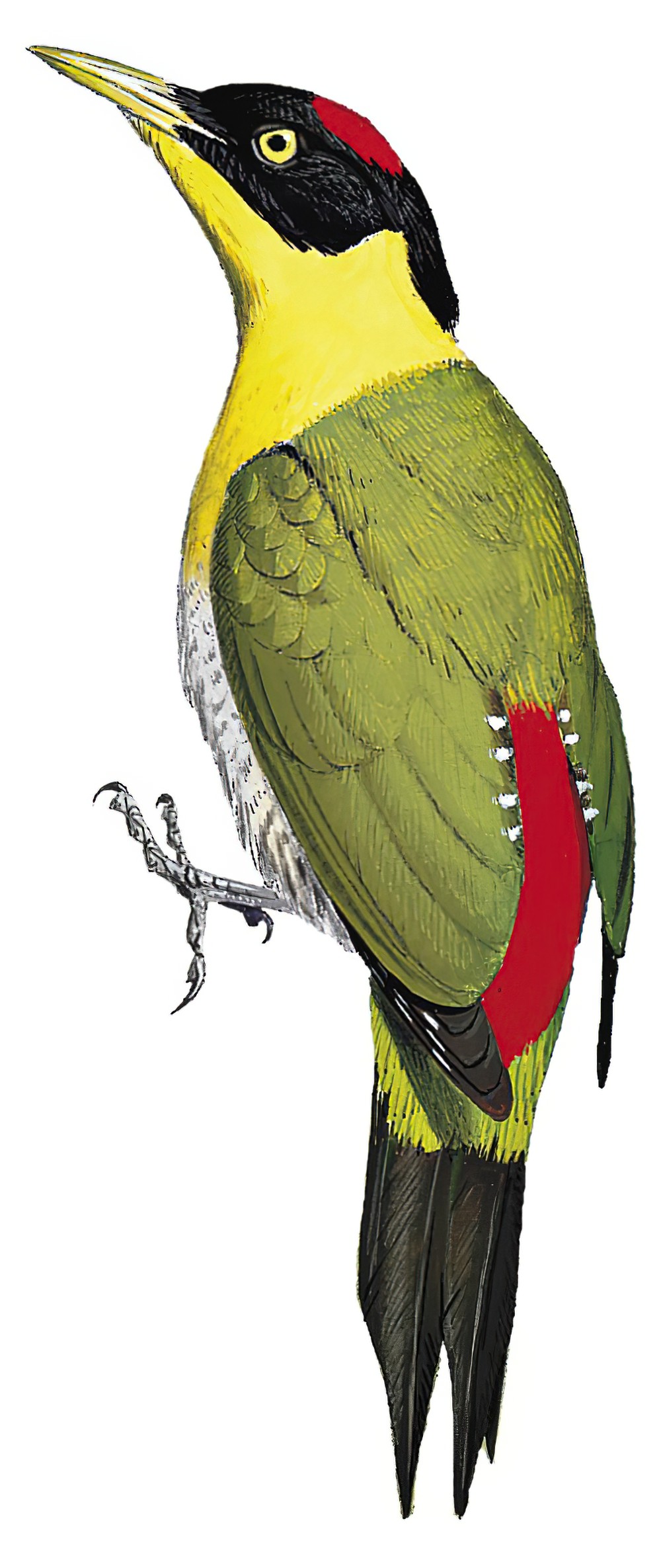 Black-headed Woodpecker / Picus erythropygius