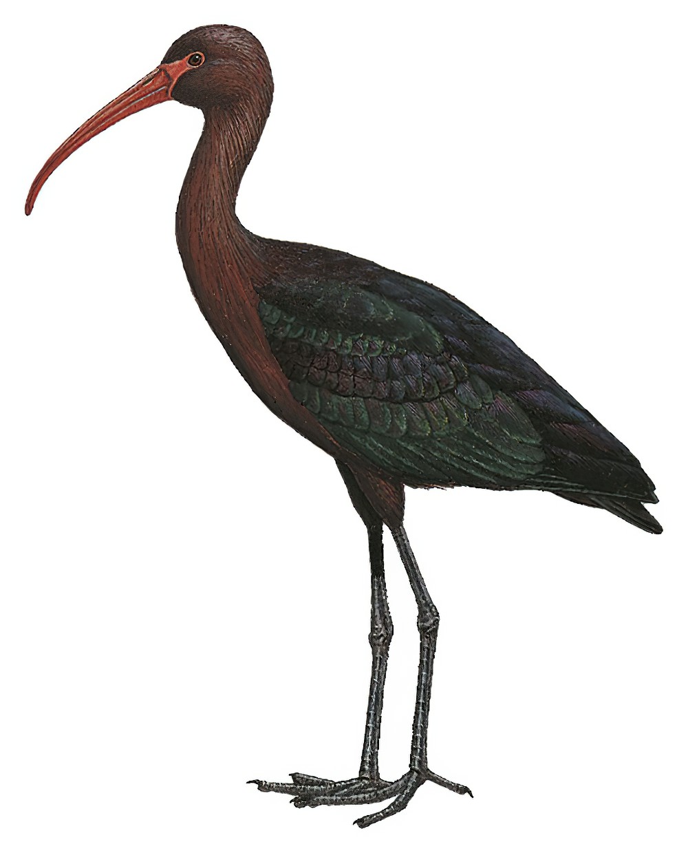 Puna Ibis / Plegadis ridgwayi