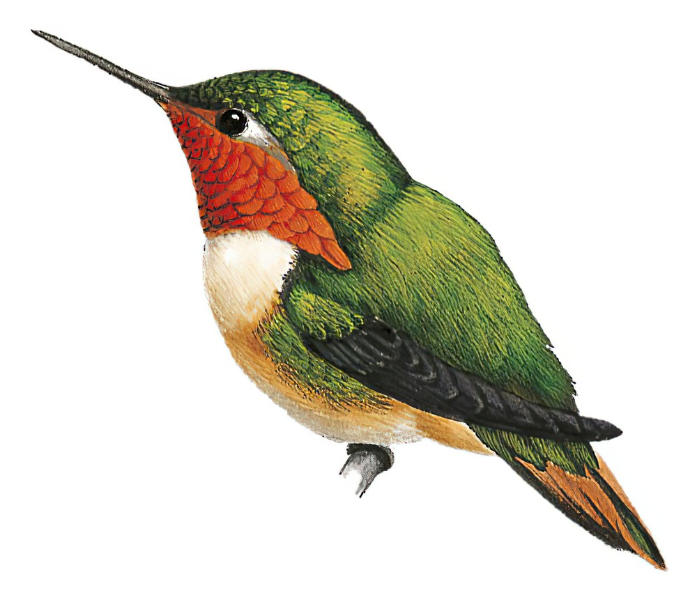 Scintillant Hummingbird / Selasphorus scintilla