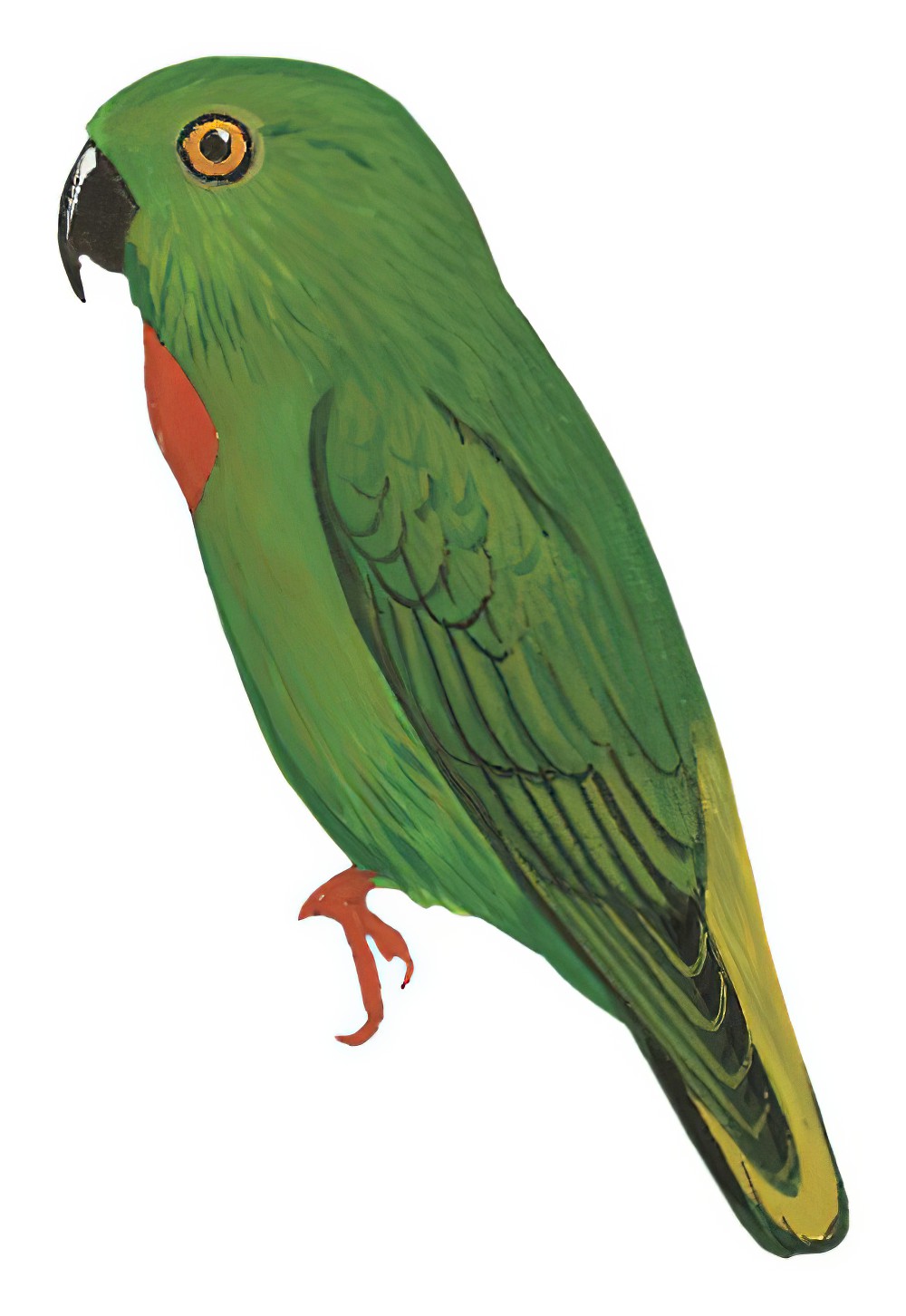 Green-fronted Hanging-Parrot / Loriculus tener