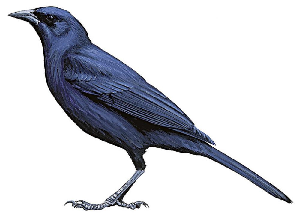 Cuban Blackbird / Ptiloxena atroviolacea