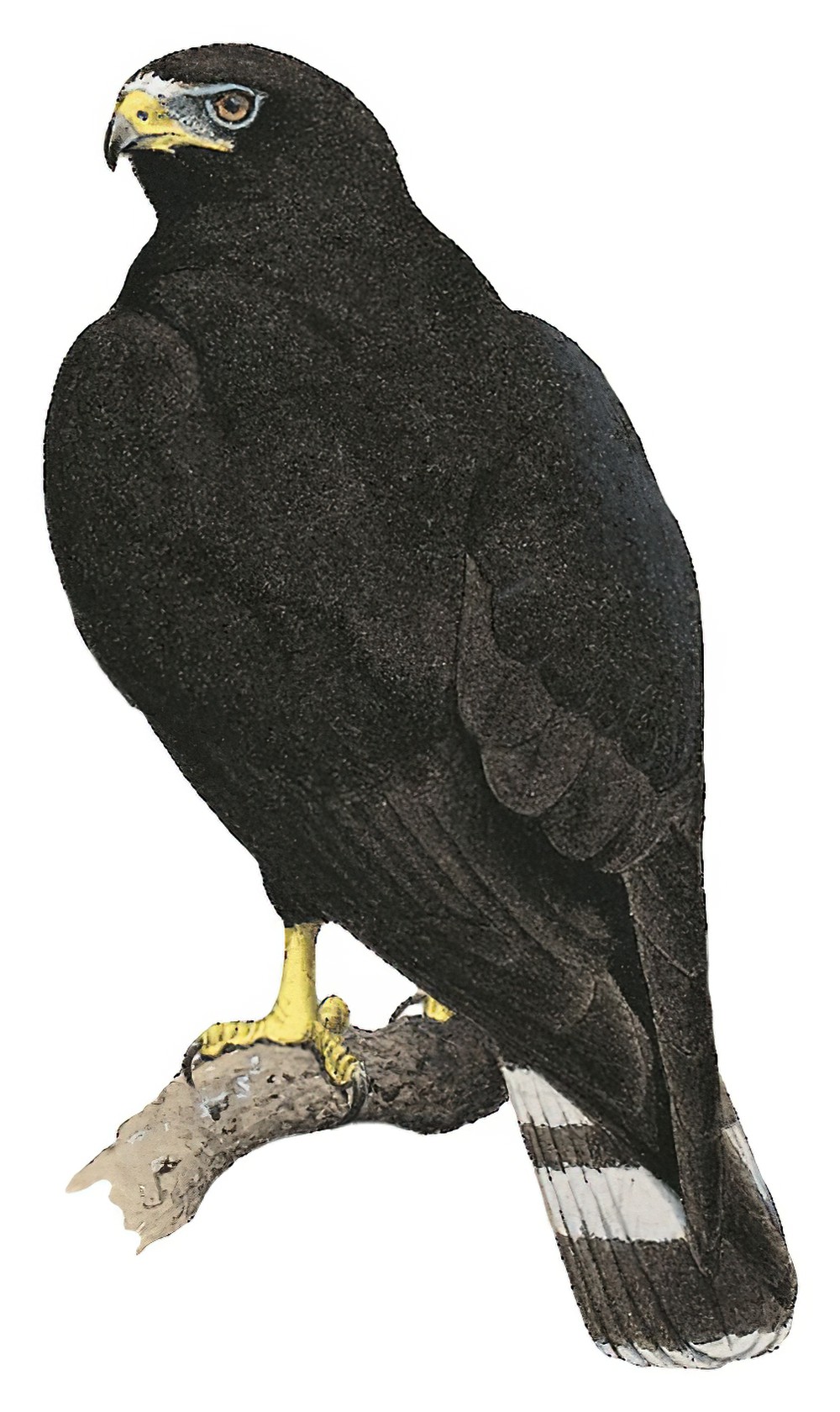 Zone-tailed Hawk / Buteo albonotatus