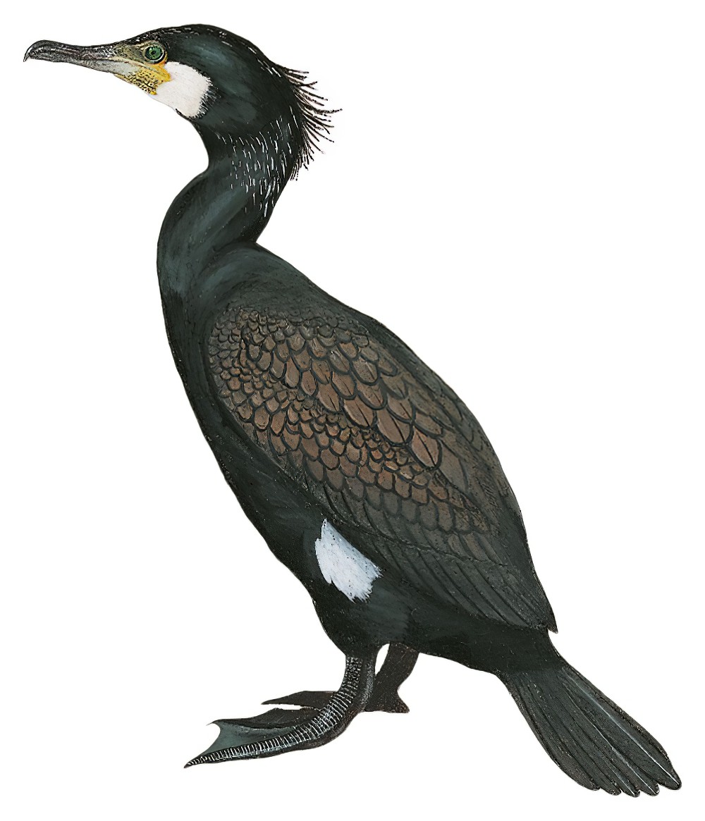 Great Cormorant / Phalacrocorax carbo