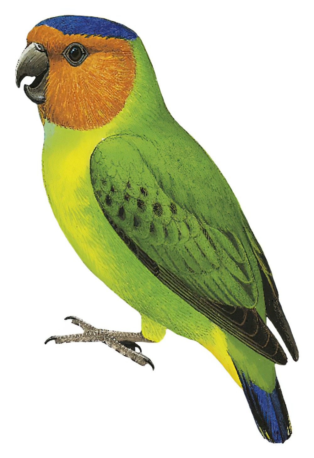 Buff-faced Pygmy-Parrot / Micropsitta pusio