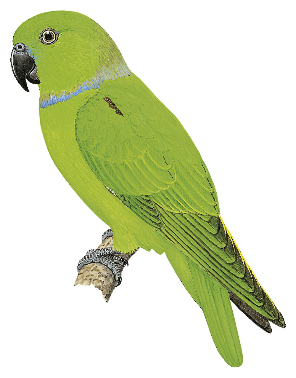 Blue-collared Parrot / Geoffroyus simplex
