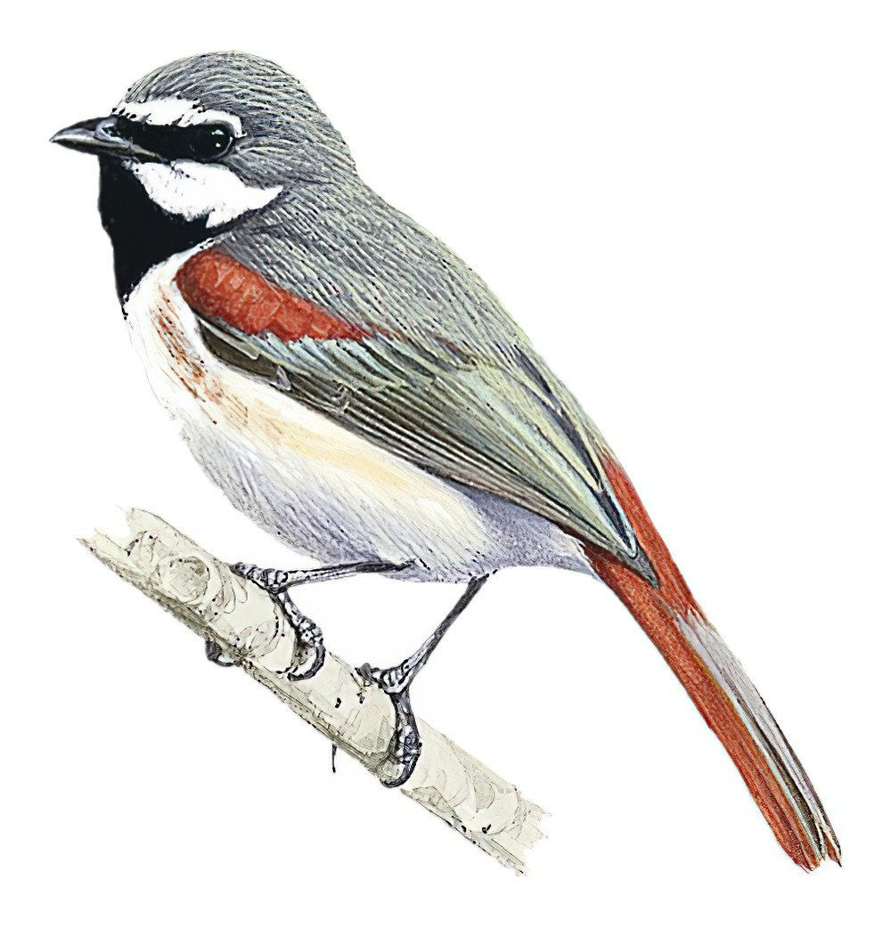 Red-tailed Vanga / Calicalicus madagascariensis