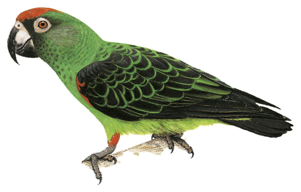 Red-fronted Parrot / Poicephalus gulielmi