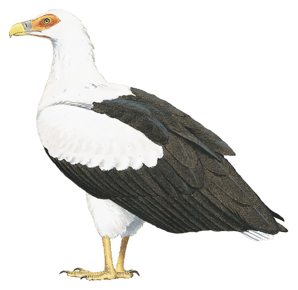 Palm-nut Vulture / Gypohierax angolensis