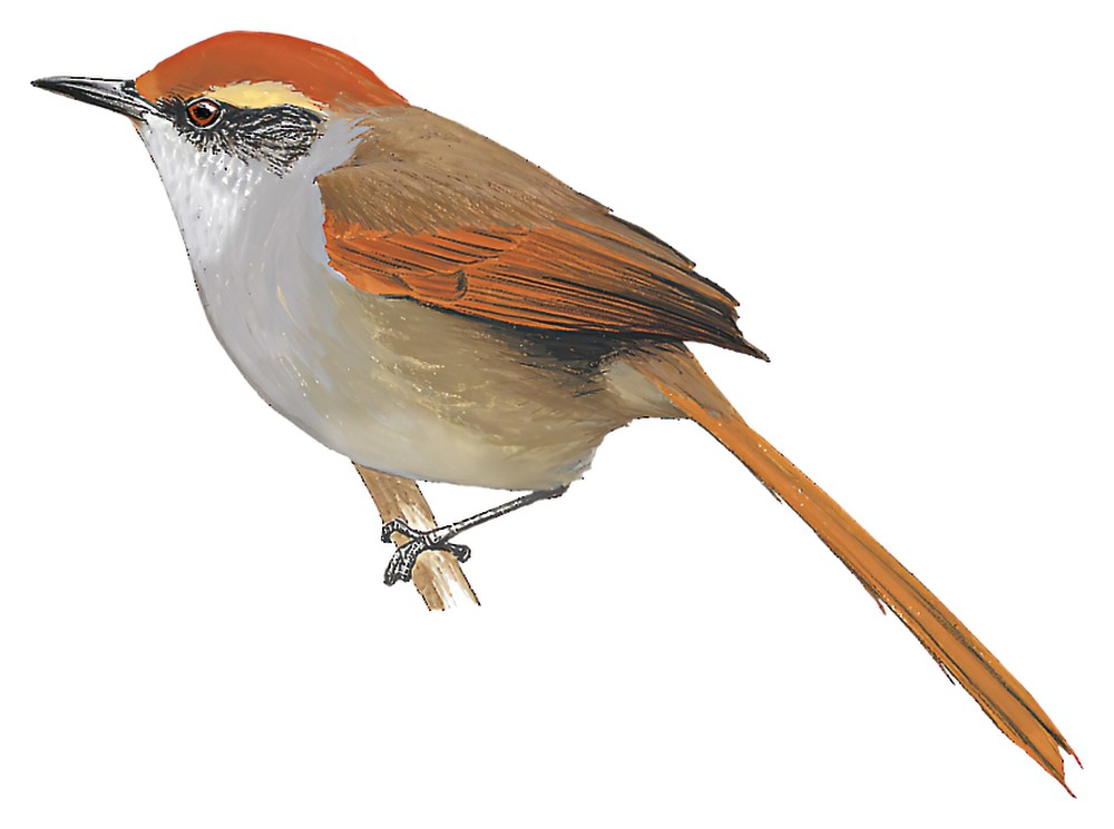 Rufous-capped Spinetail / Synallaxis ruficapilla