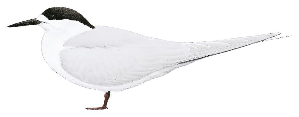 White-fronted Tern / Sterna striata