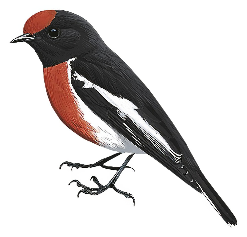 Red-capped Robin / Petroica goodenovii