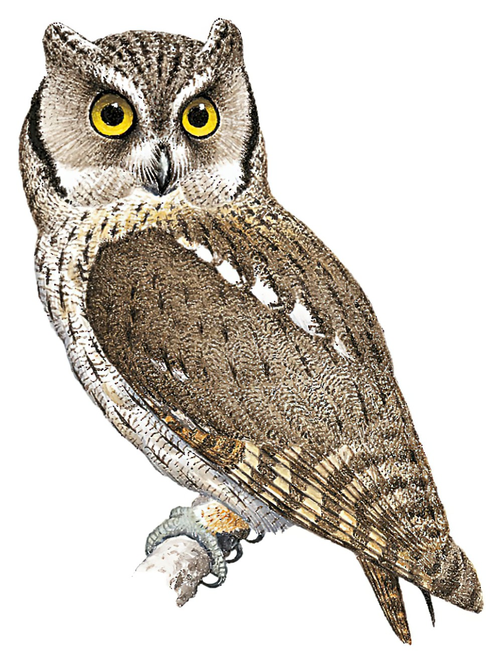 Tropical Screech-Owl / Megascops choliba