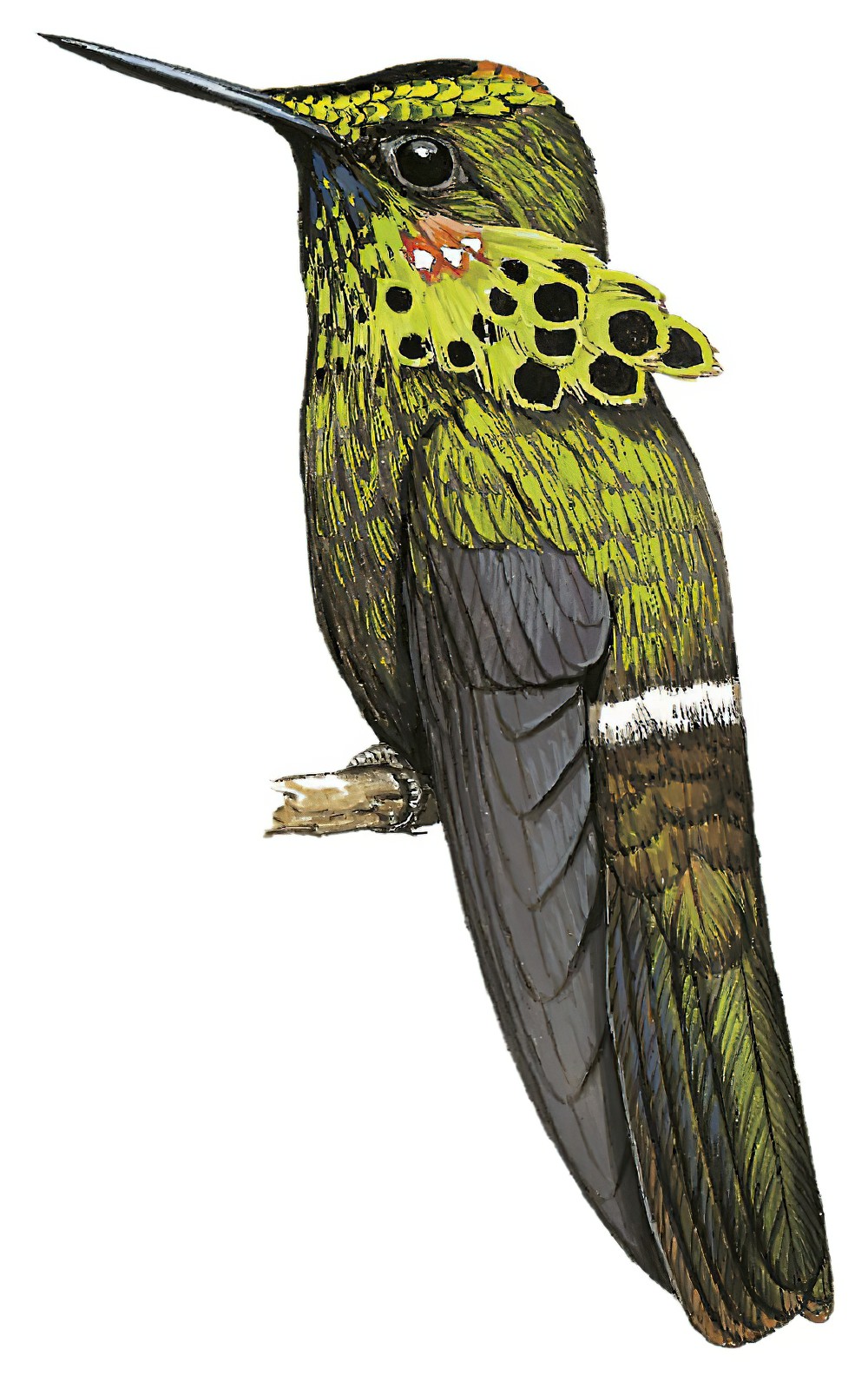 Peacock Coquette / Lophornis pavoninus