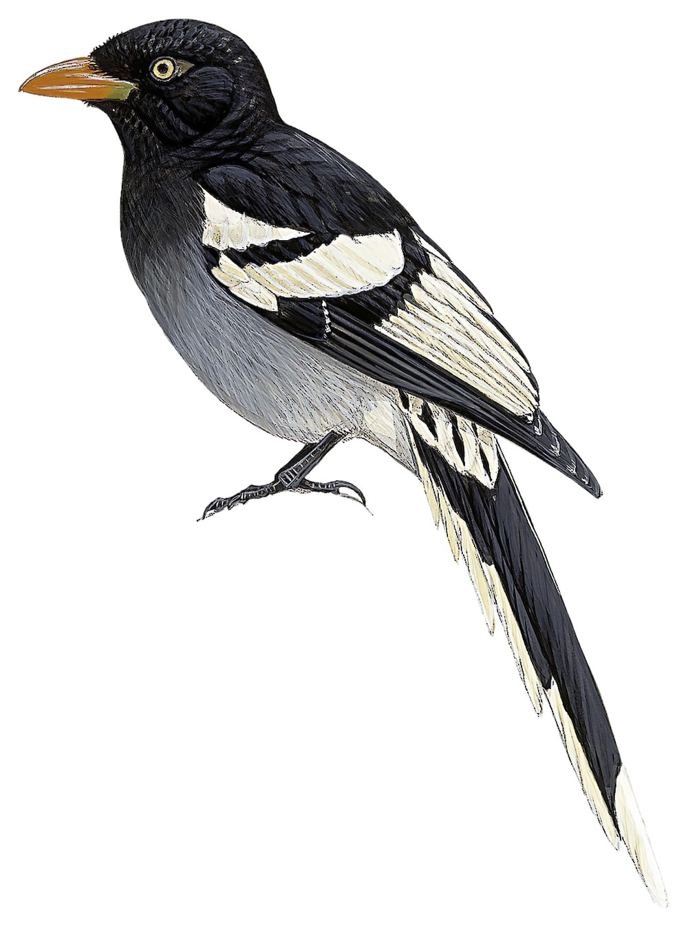 White-winged Magpie / Urocissa whiteheadi