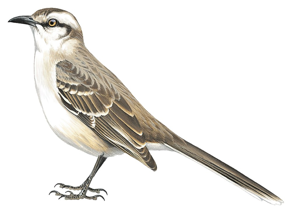Chalk-browed Mockingbird / Mimus saturninus