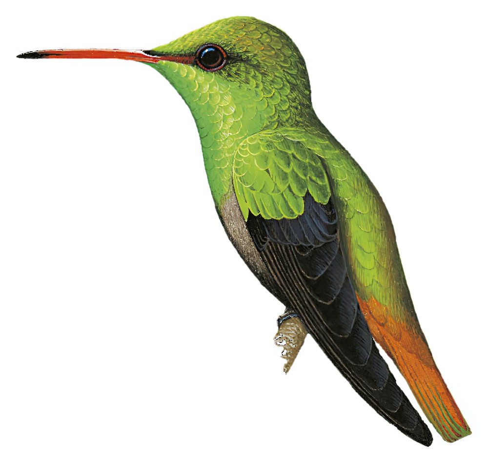 Rufous-tailed Hummingbird / Amazilia tzacatl