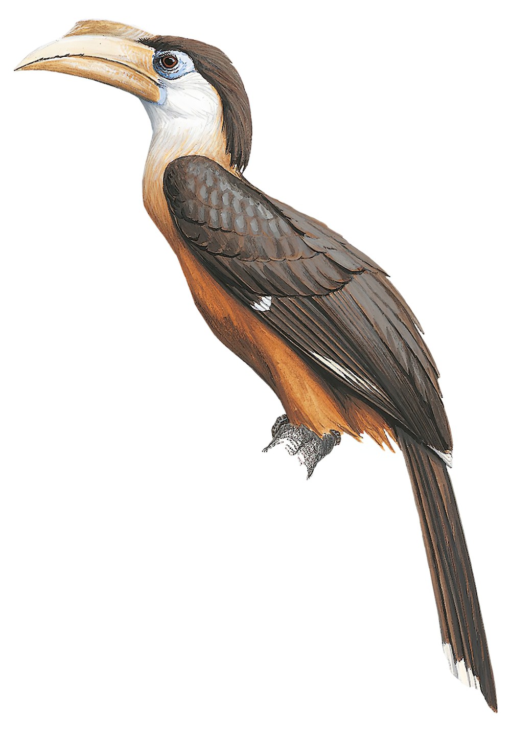 Brown Hornbill / Anorrhinus austeni