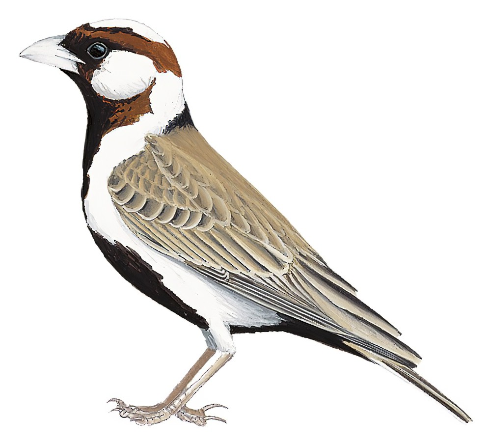 Chestnut-headed Sparrow-Lark / Eremopterix signatus