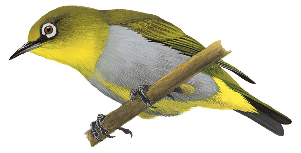 Hume\'s White-eye / Zosterops auriventer