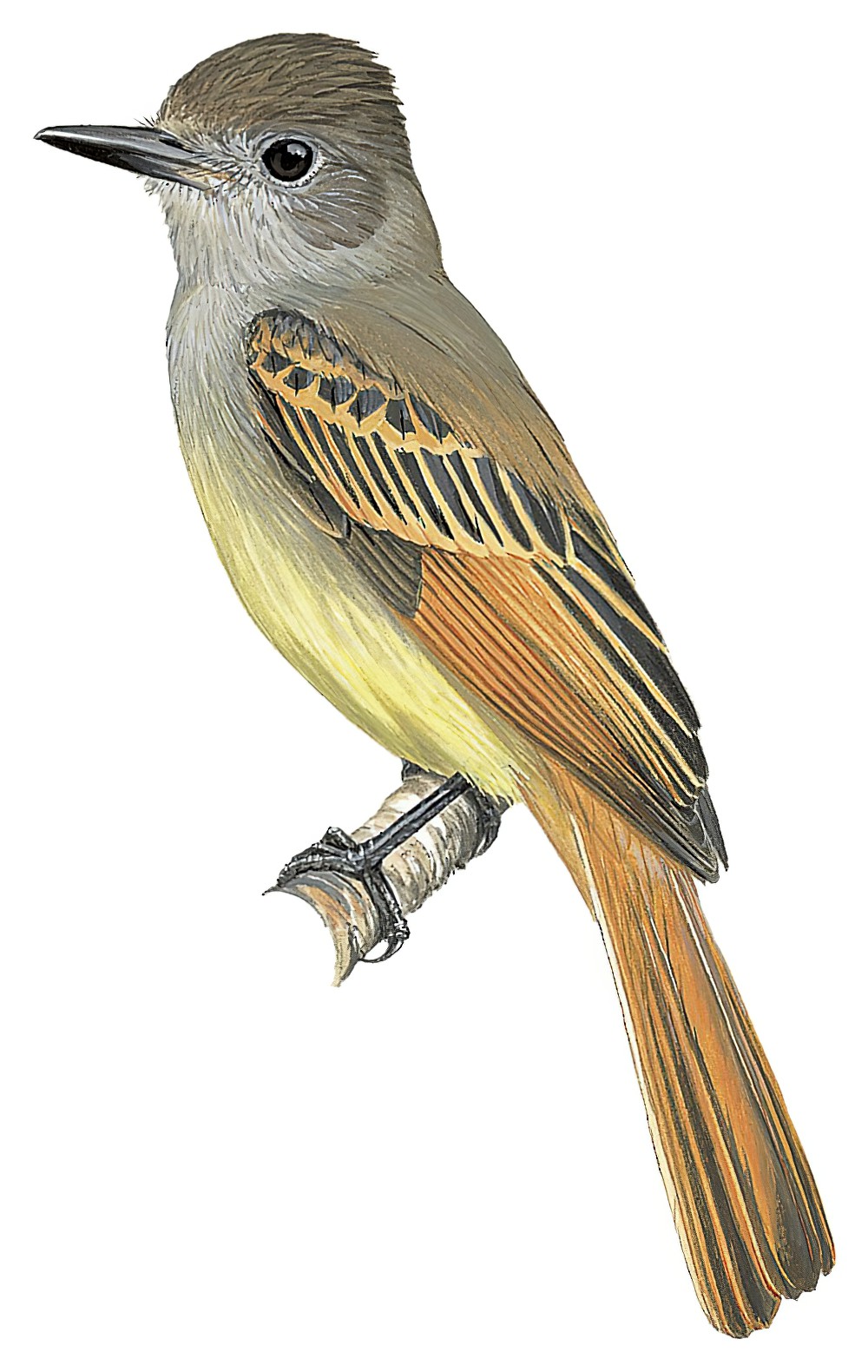 Rufous-tailed Flycatcher / Myiarchus validus