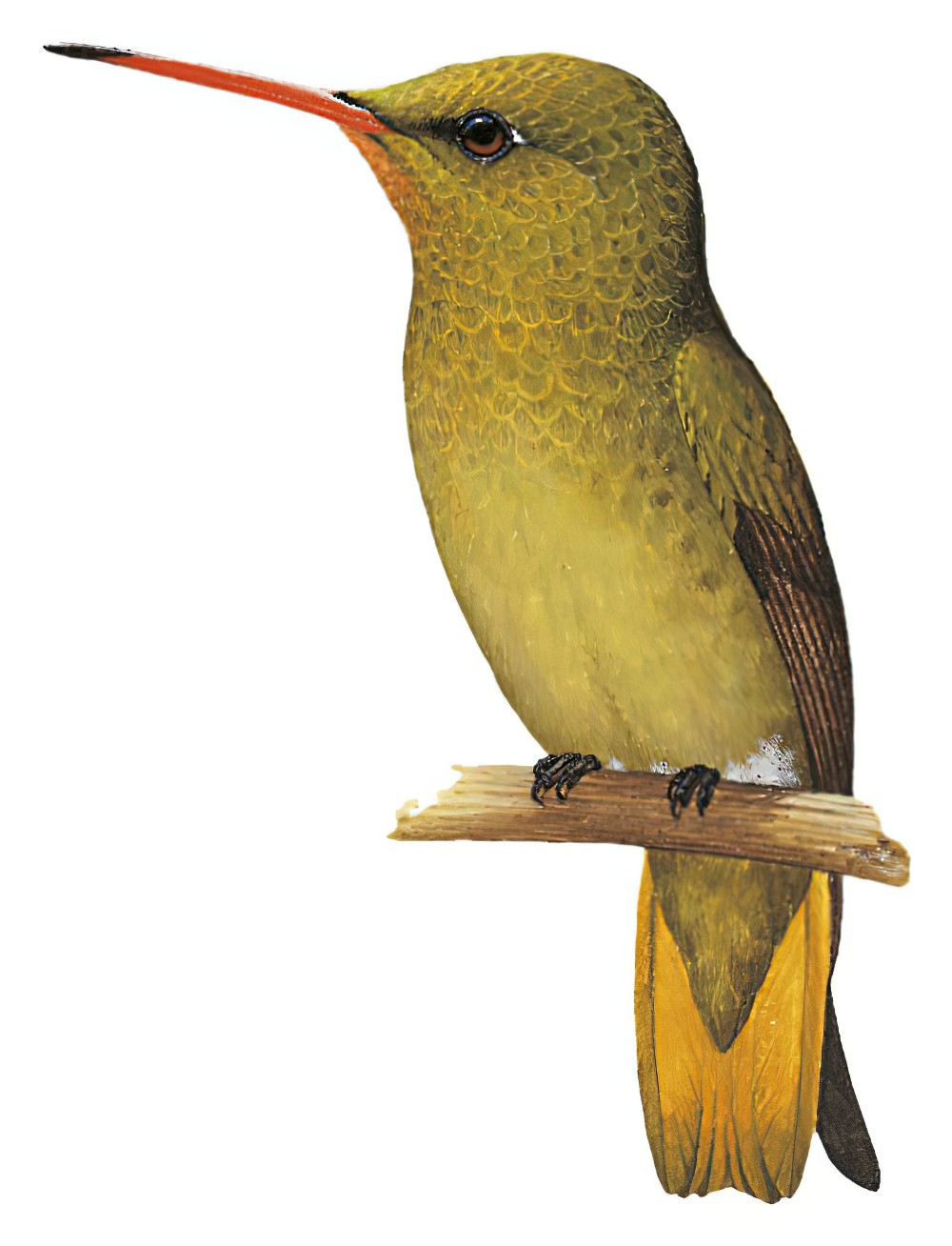 Gilded Hummingbird / Hylocharis chrysura