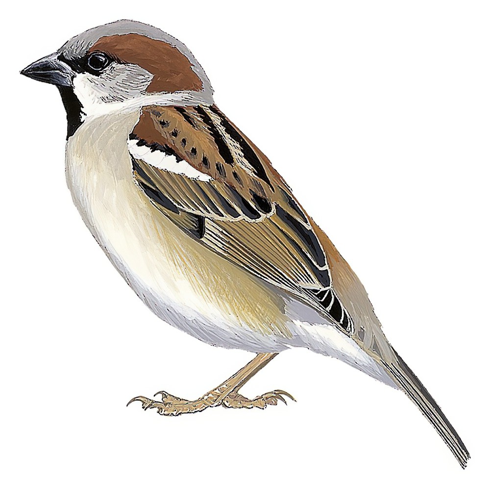 Sind Sparrow / Passer pyrrhonotus