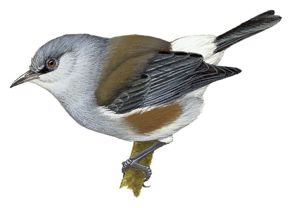 Reunion Gray White-eye / Zosterops borbonicus